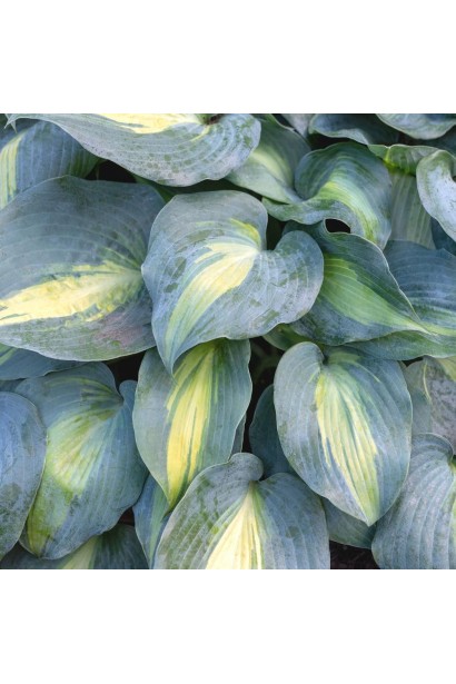 Хоста ’Catherine’ догляд